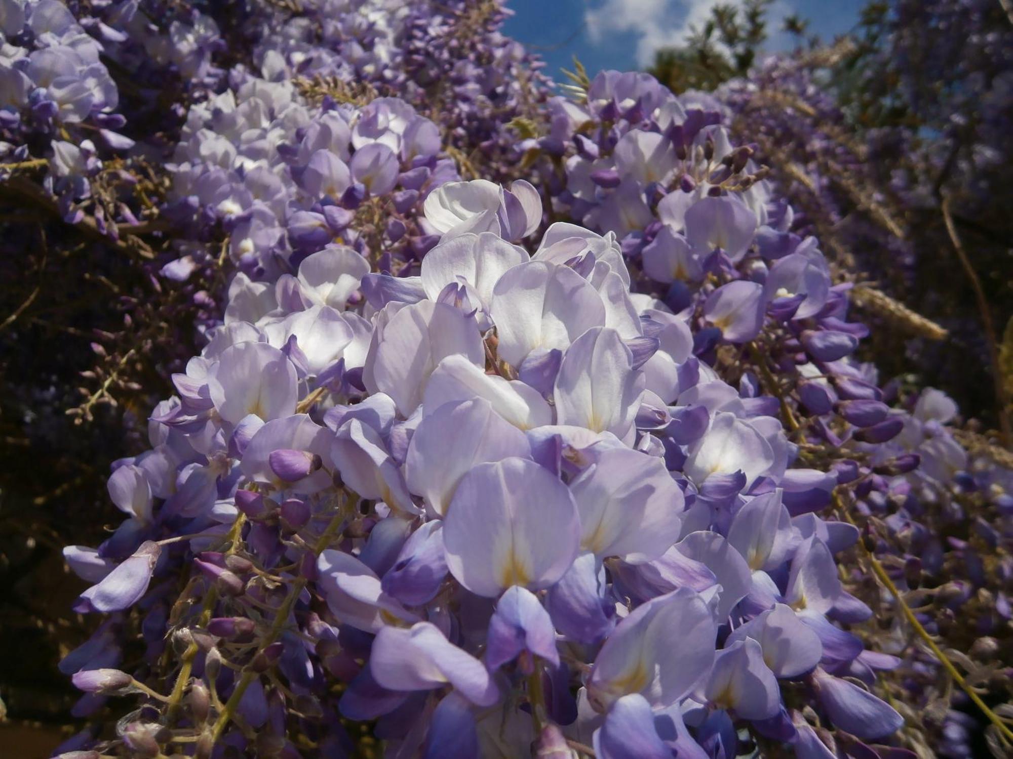 מלון Corsept Manoir De L'Esperance מראה חיצוני תמונה